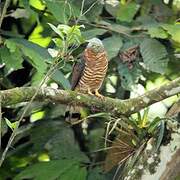 Hook-billed Kite