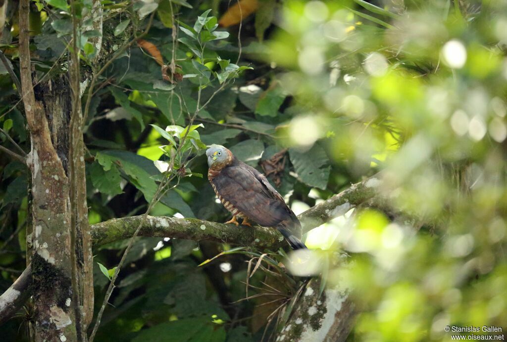 Hook-billed Kite female