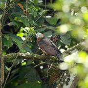 Hook-billed Kite