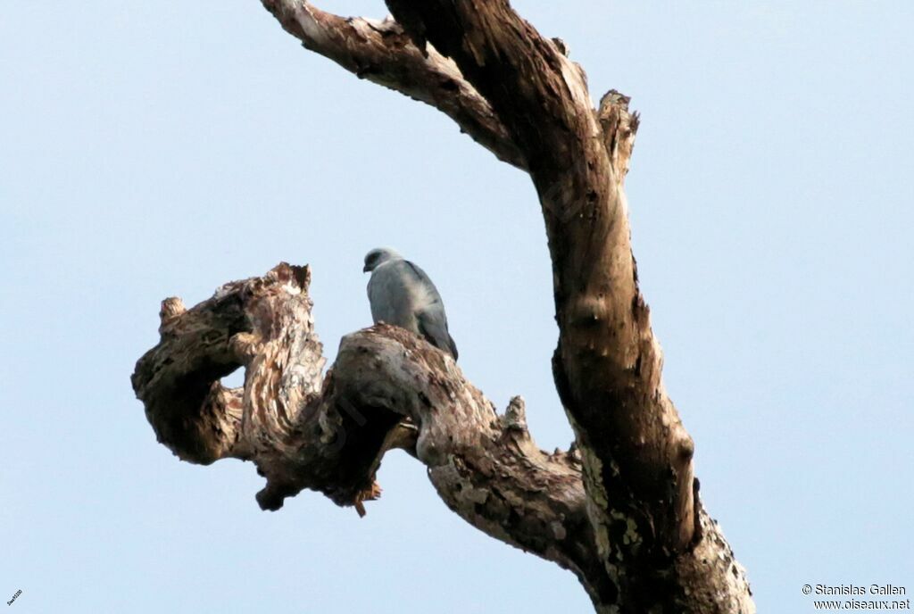 Plumbeous Kiteadult