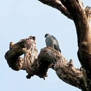 Plumbeous Kite