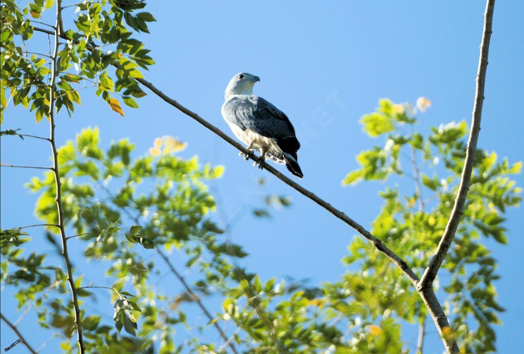 Grey-headed Kiteadult, close-up portrait