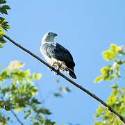 Grey-headed Kite