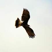 Snail Kite