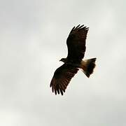 Snail Kite