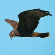 Snail Kite