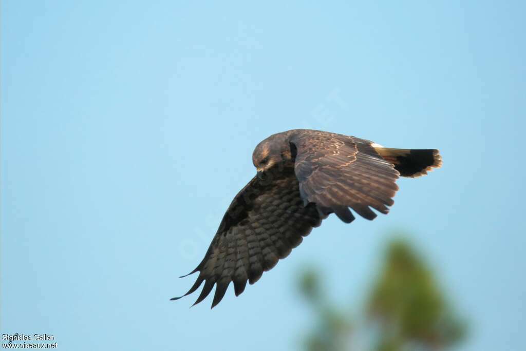 Snail Kite female adult, pigmentation, Flight