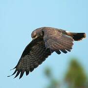 Snail Kite