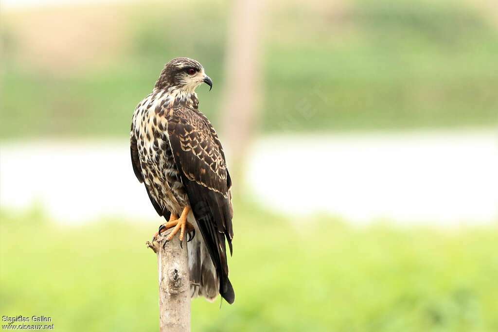 Milan des marais1ère année, identification