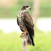 Snail Kite