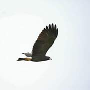 Snail Kite