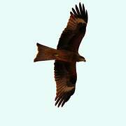 Black Kite