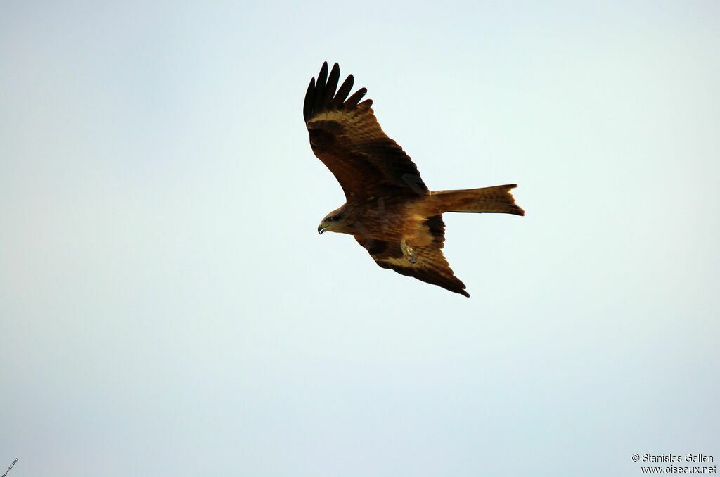 Black Kiteadult, Flight