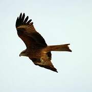 Black Kite