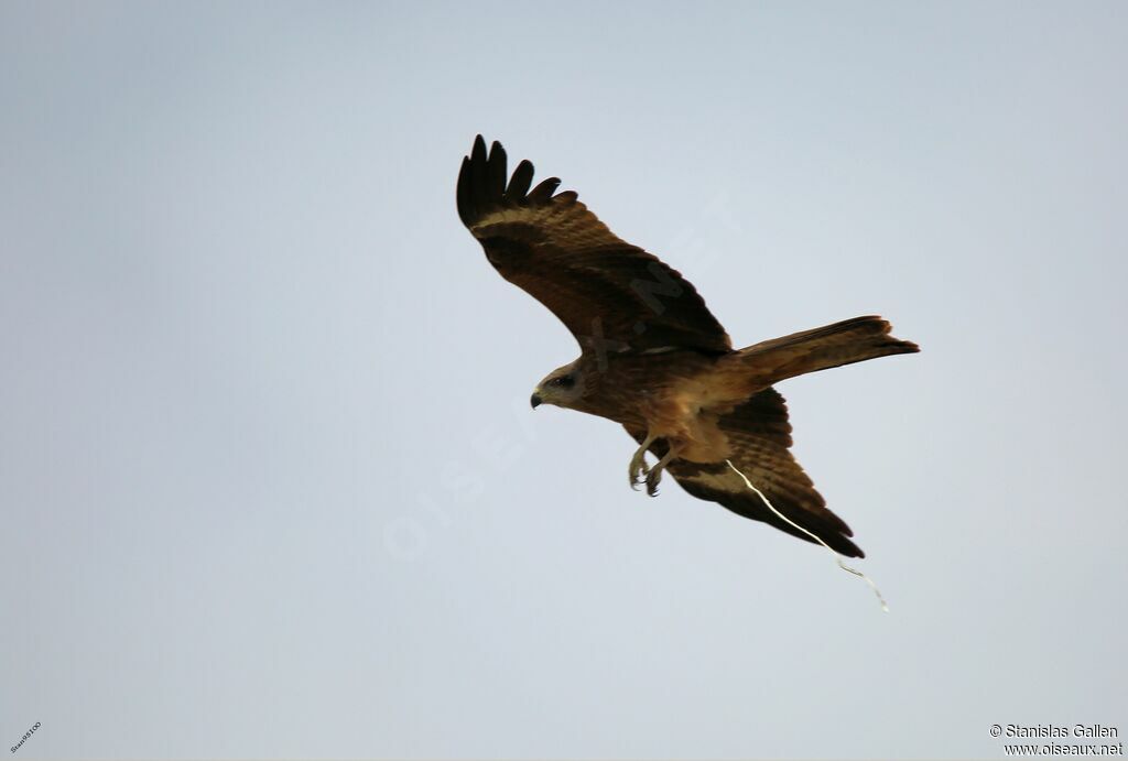 Black Kite, Flight