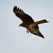 Black Kite