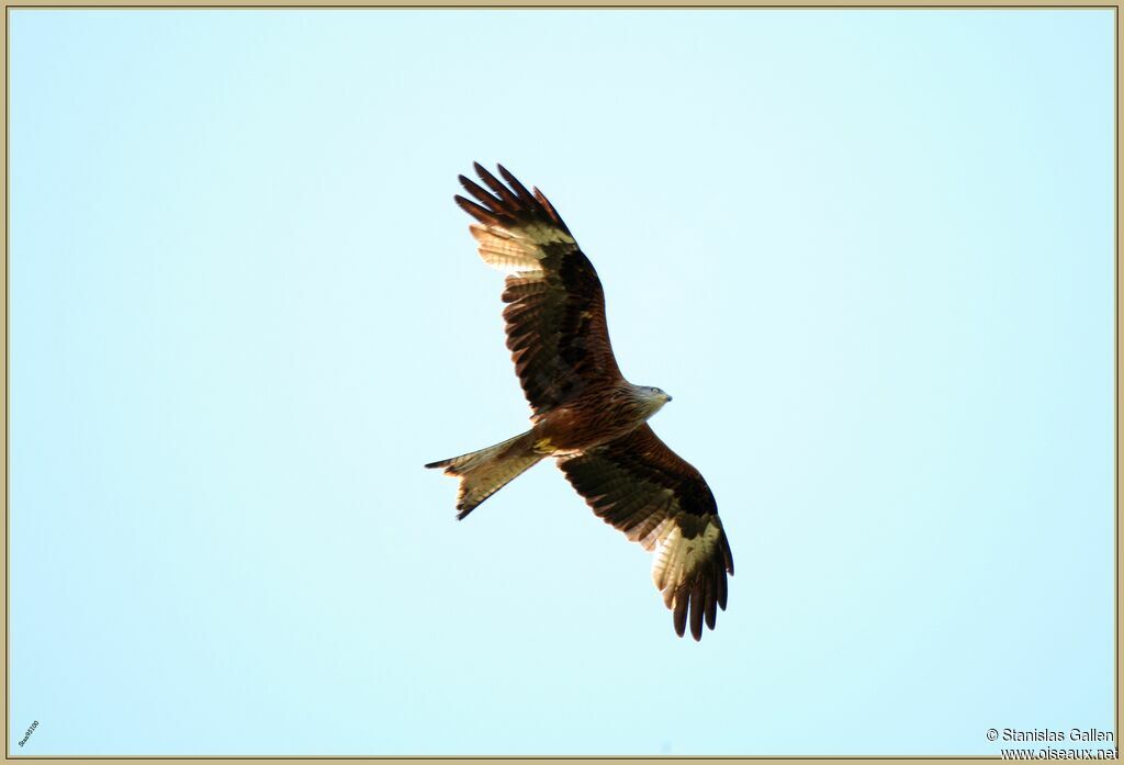 Red Kiteadult, Flight