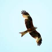 Red Kite