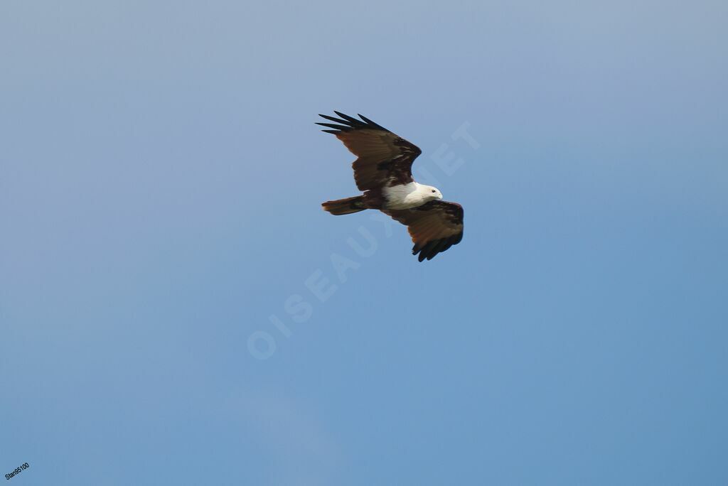 Brahminy Kite