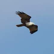 Brahminy Kite