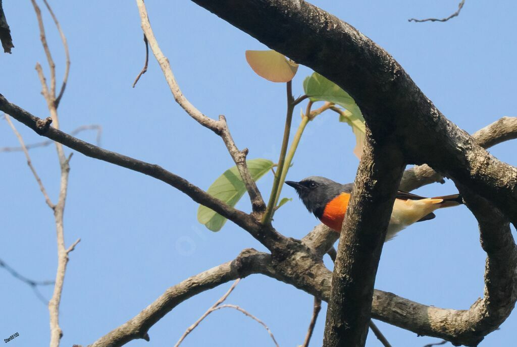 Minivet oranor mâle adulte nuptial