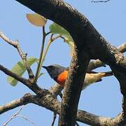 Small Minivet