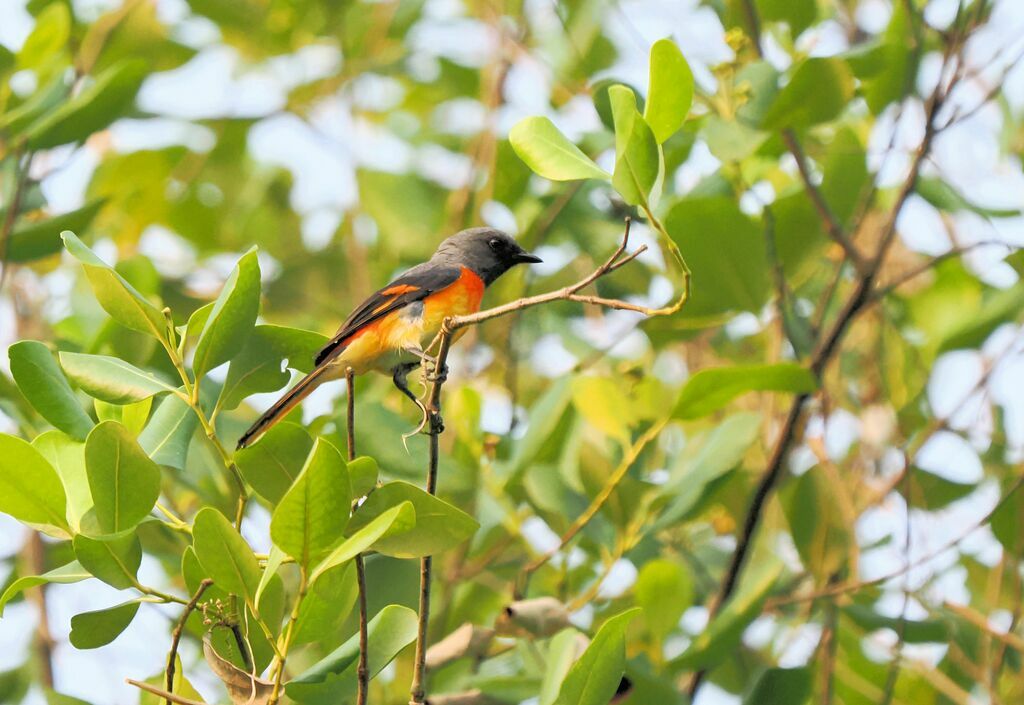 Minivet oranor mâle adulte