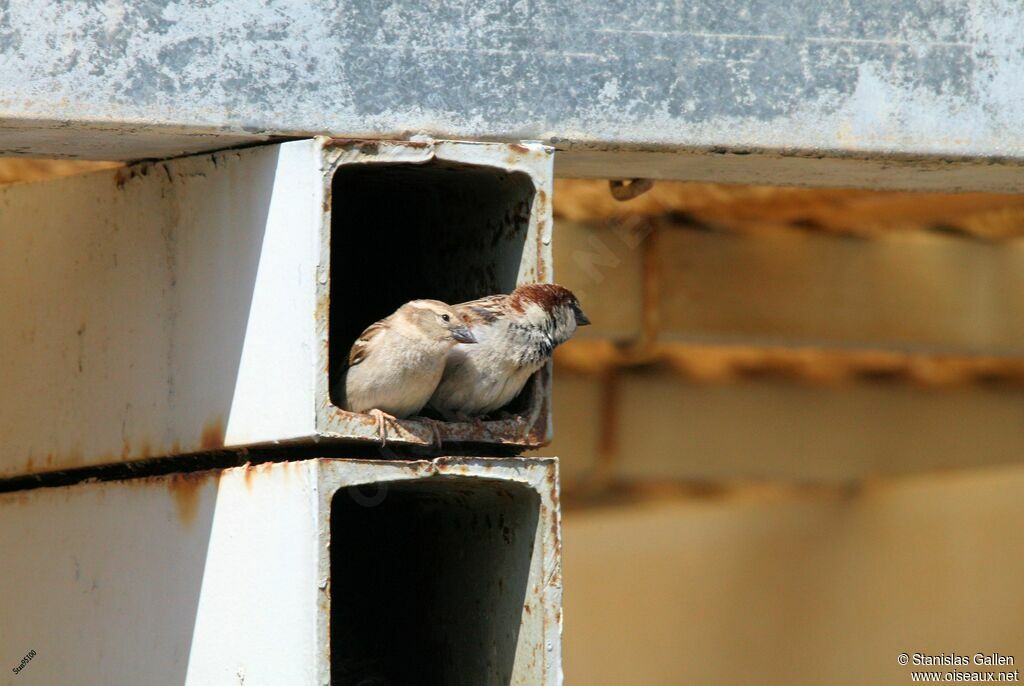 Moineau cisalpinadulte nuptial