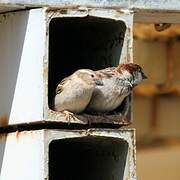 Italian Sparrow