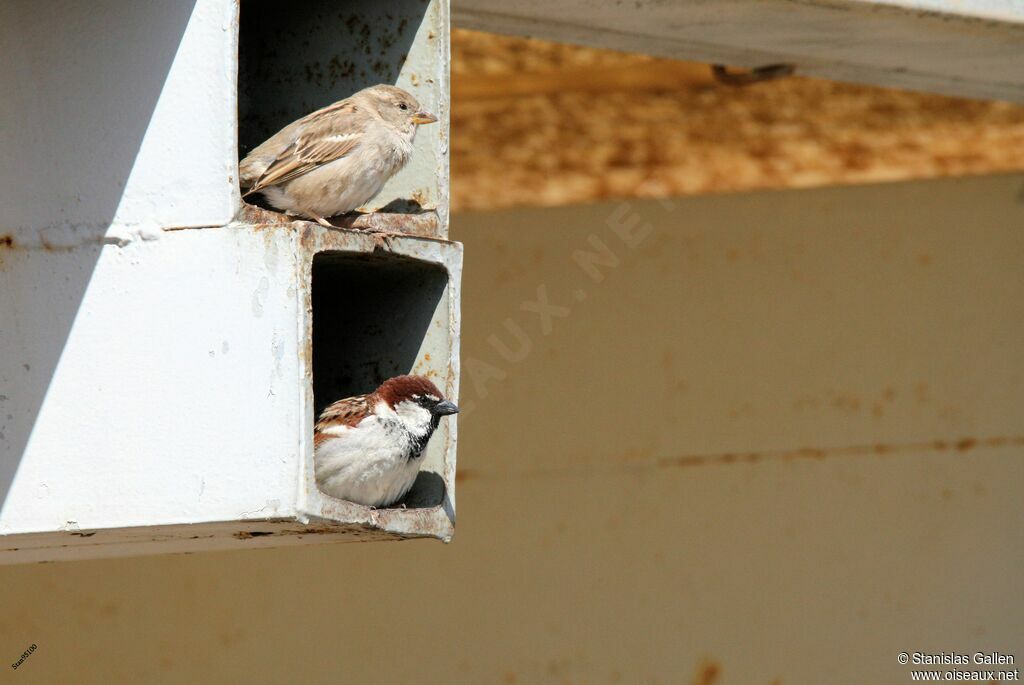 Moineau cisalpinadulte nuptial