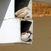 Italian Sparrow