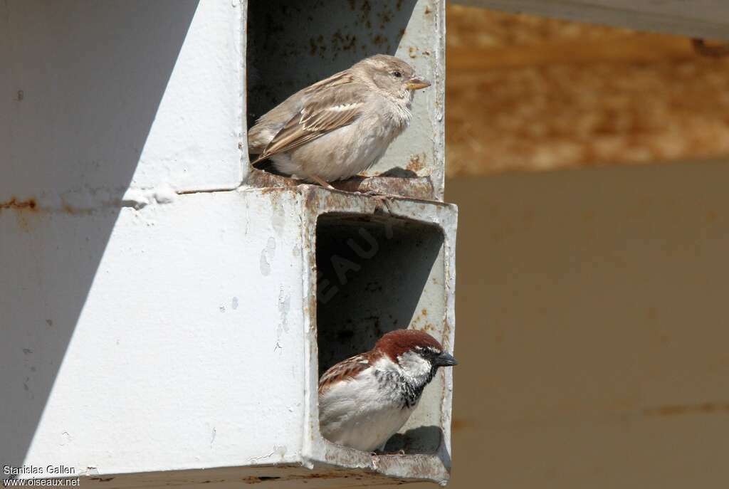 Moineau cisalpinadulte nuptial, pigmentation, Nidification