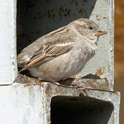 Italian Sparrow