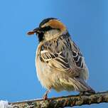 Moineau des saxaouls