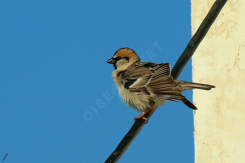 Moineau des saxaouls mâle, parade