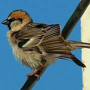 Moineau des saxaouls