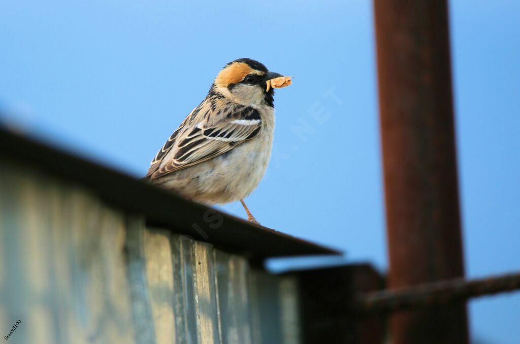 Moineau des saxaouls mâle adulte nuptial, mange