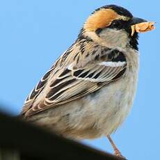 Moineau des saxaouls