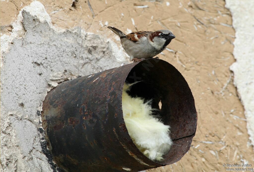 Moineau domestique mâle adulte nuptial