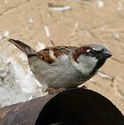 House Sparrow