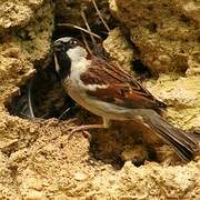 House Sparrow