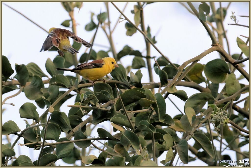 Moineau doréadulte