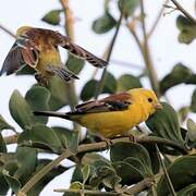 Sudan Golden Sparrow