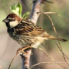 Moineau espagnol