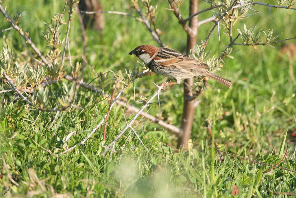 Spanish Sparrow male adult breeding