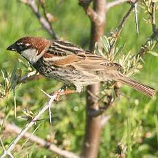 Moineau espagnol