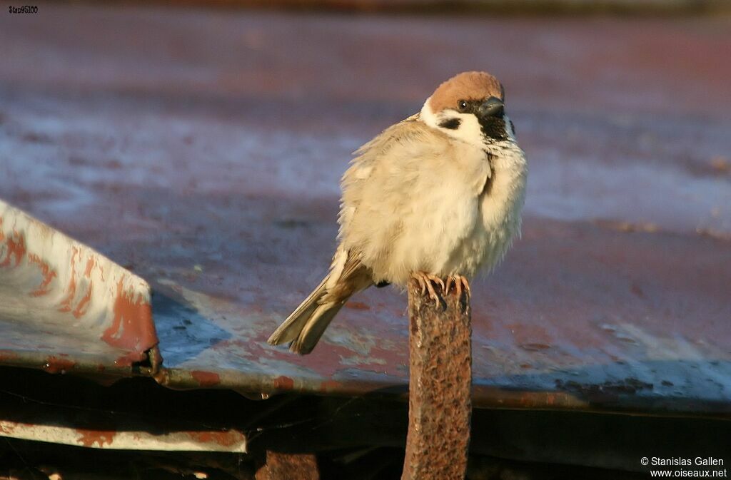 Moineau friquet mâle adulte nuptial, portrait