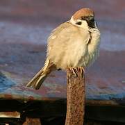 Eurasian Tree Sparrow