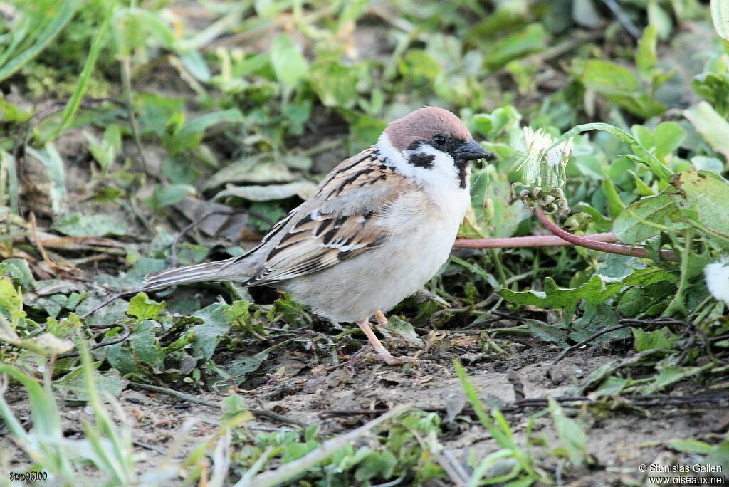 Eurasian Tree Sparrow male adult breeding, close-up portrait