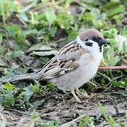 Eurasian Tree Sparrow